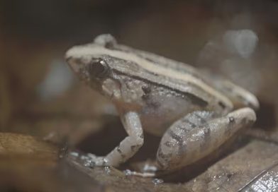 El canto ignorado de las ranas hembra: la historia que la ciencia pasó por alto
