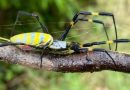 El inesperado canibalismo de la araña joro: la invasora que desconcierta a los científicos en Estados Unidos