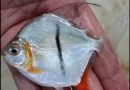Un pez amazónico llama la atención de la comunidad científica por sus dientes humanos y el ojo de Sauron en su costado