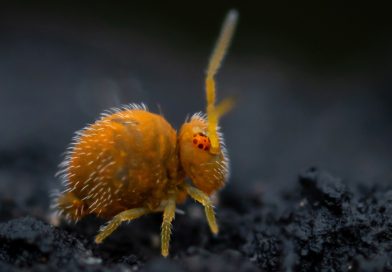 ¿Has escuchado hablar de los colémbolos? Descubre a estos inadvertidos habitantes del mundo en miniatura