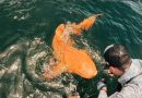 Un extraño tiburón de piel naranja y ojos blancos es descubierto por pescadores en el mar del Caribe