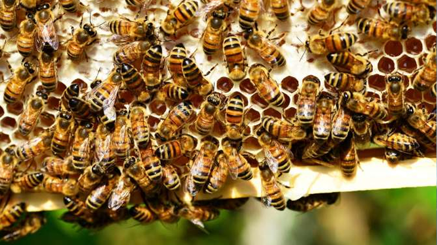 Biodiversidad en riesgo: la mayor amenaza silenciosa para el futuro de la humanidad