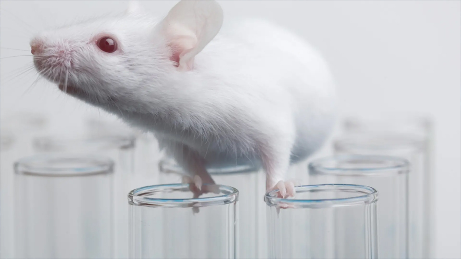 Una investigación española revela cambios en el cerebro a los 57 años que predisponen a sufrir alzhéimer y tumores