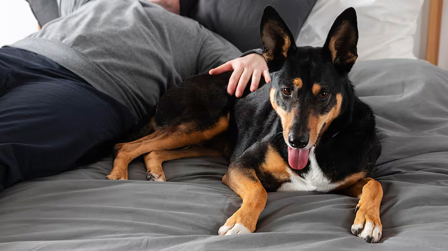 Lo dice la ciencia: por qué no deberías hablarle a tu perro como si fuera un bebé