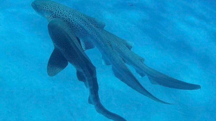 Unos biólogos marinos filmaron a un trío de tiburones, en un gran avance para la ciencia