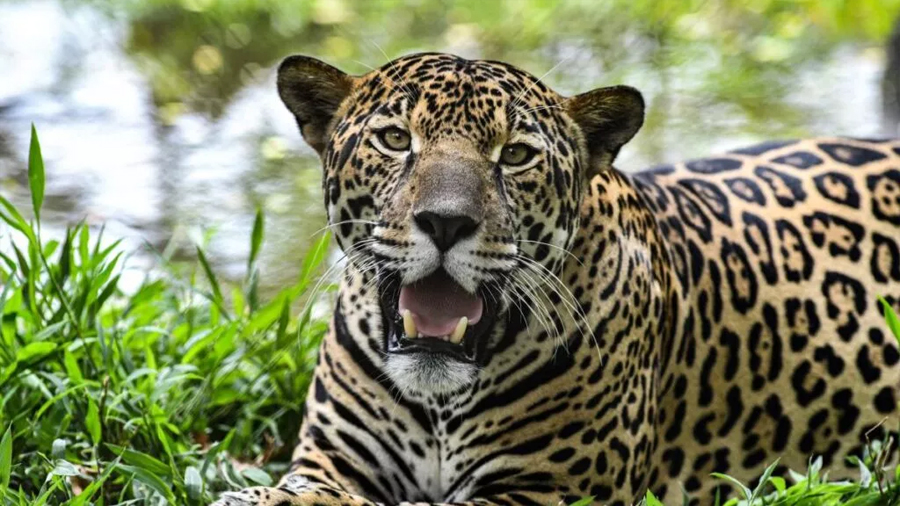 México elige al jaguar como mascota del Mundial: ¿qué tan protegido está este felino en el país?