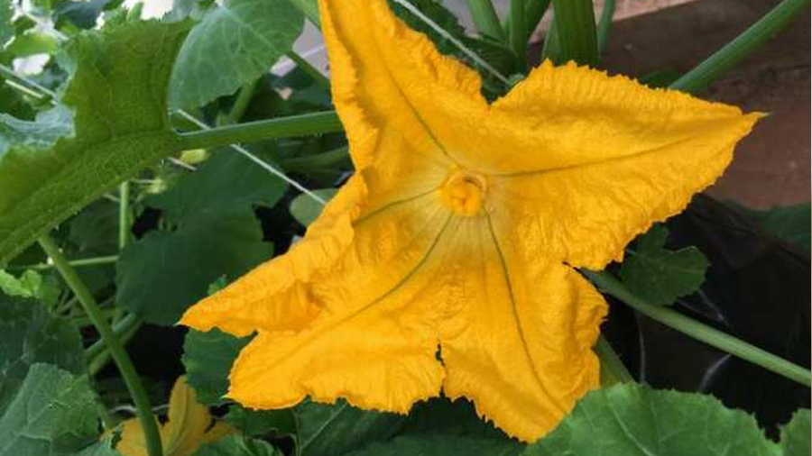 Reducción drástica del valor calórico del néctar de las flores por culpa de las sequías