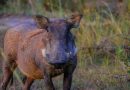 Unos cazadores le pusieron un GPS a un jabalí y en dos años descubren cómo conseguía esconderse de ellos