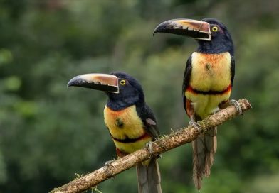 ¿Extinción masiva? La ciencia dice que todavía no hemos cruzado esa línea