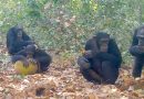Los chimpancés toman el equivalente a medio litro de cerveza al día, según un estudio