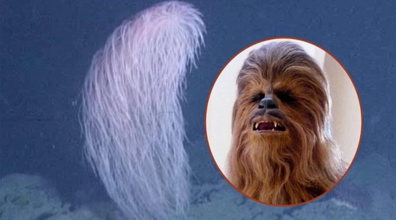 Descubren nueva especie de coral y lo bautizan como ‘Chewbacca’