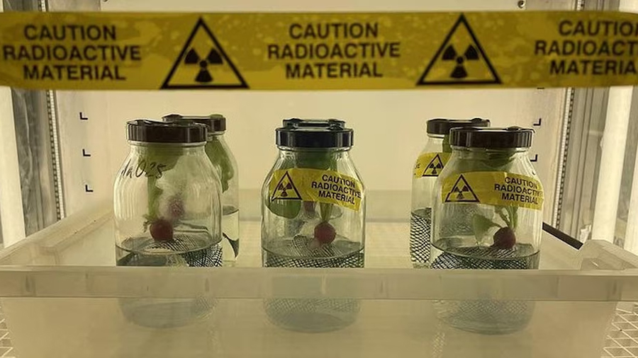 El plástico puede acumularse en las partes comestibles de los vegetales