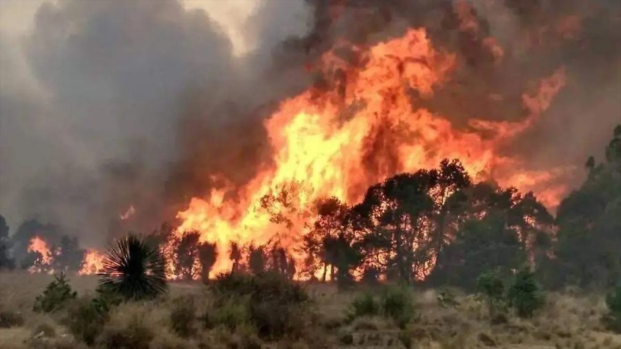 ¡A la vanguardia! La UNAM desarrolla IA para detectar incendios forestales en tiempo real
