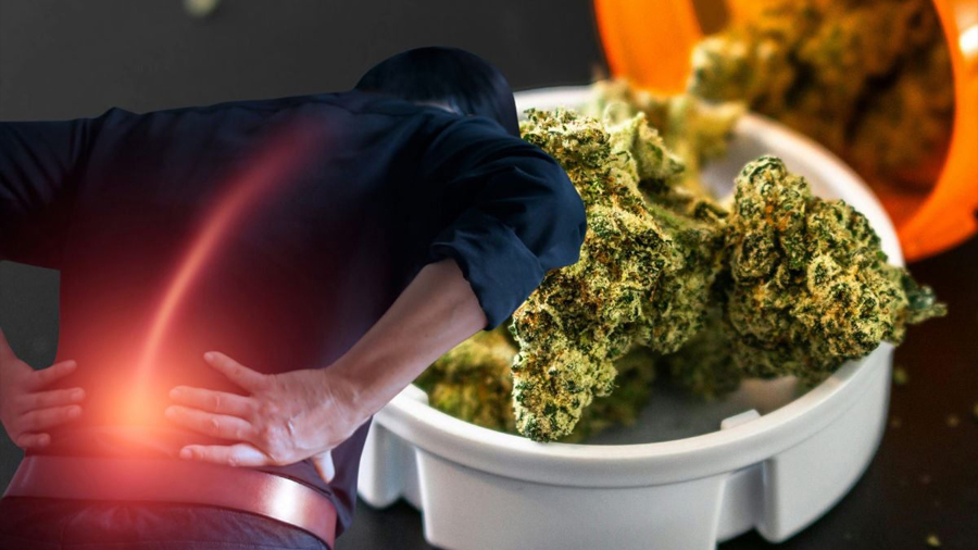 ¿La mata que alivia? Un extracto de cannabis mitigaría los dolores lumbares crónicos