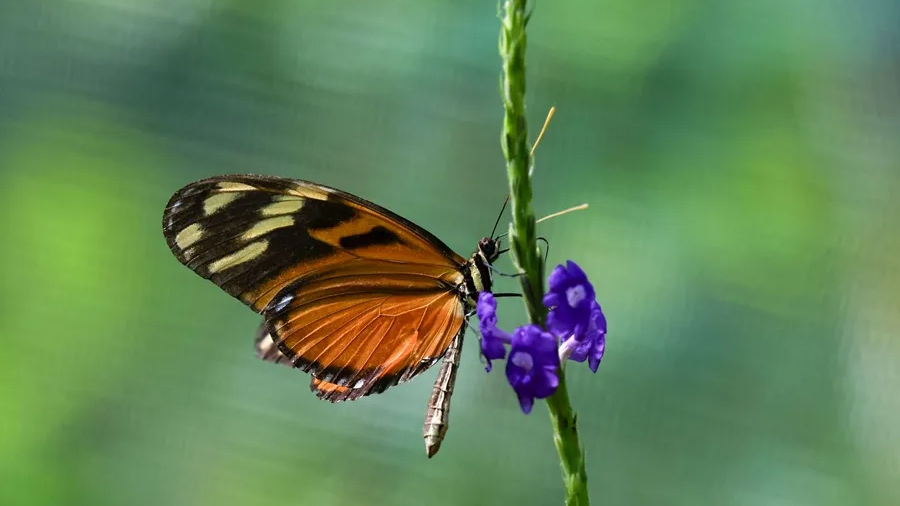 Las mariposas, las ‘jardineras del planeta’ que desafían a la ciencia a estudiarlas más