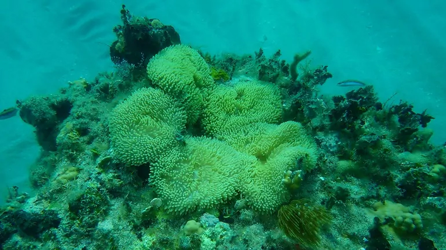 Descubren el mecanismo de acción de toxinas de anémonas marinas y su potencial para nuevas aplicaciones biomédicas