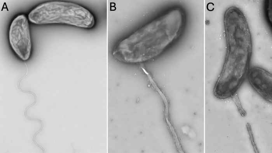 Un sorprendente descubrimiento bacteriano vincula con el océano las aguas subterráneas de Hawái