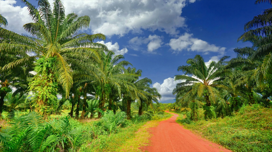 Un giro de 180 grados en la ciencia: el polémico estudio que desmonta el gran mito de las grasas del aceite de palma