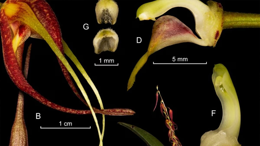 Hallazgo científico: descubren nueva especie de orquídea en Perú