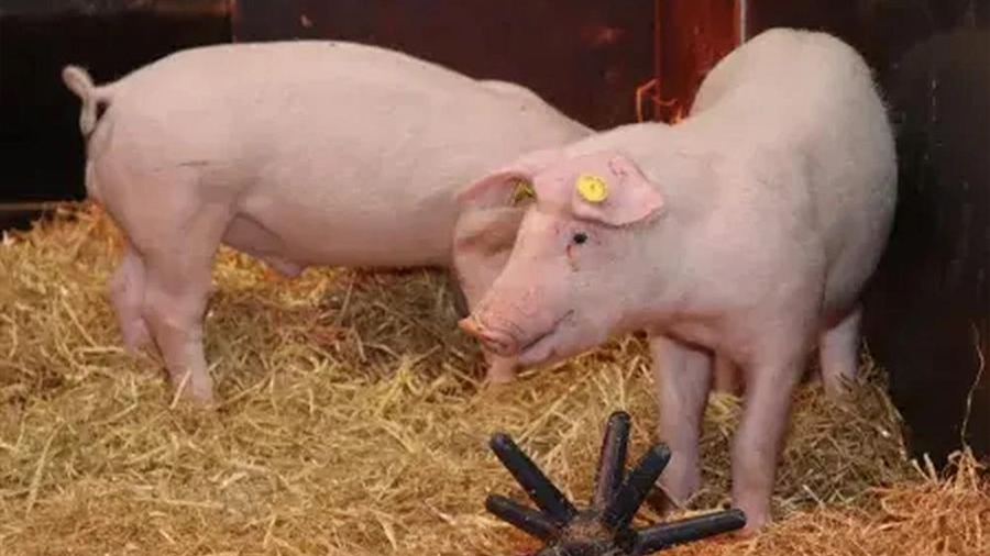 Crean cerdos resistentes a la peste porcina clásica mediante edición genética