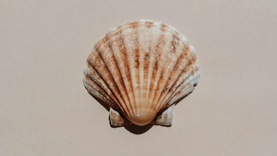 La clave del futuro de los océanos podría estar guardada en una almeja de 500 años descubierta por la ciencia