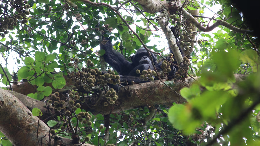 Un experimento mostró cómo los chimpancés pueden ‘razonar’ de forma similar a los humanos