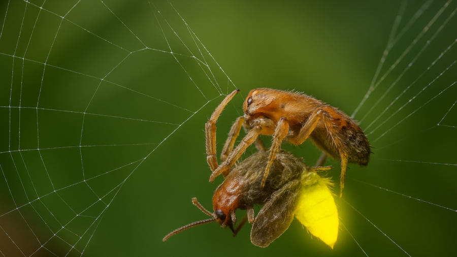 Psechrus clavis: la araña que usa luciérnagas como cebo viviente