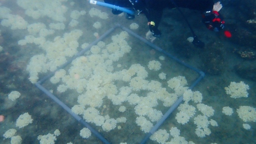 Detectan la medusa Cassiopea andromeda en Almería, el hallazgo ‘más occidental’ en el Mediterráneo