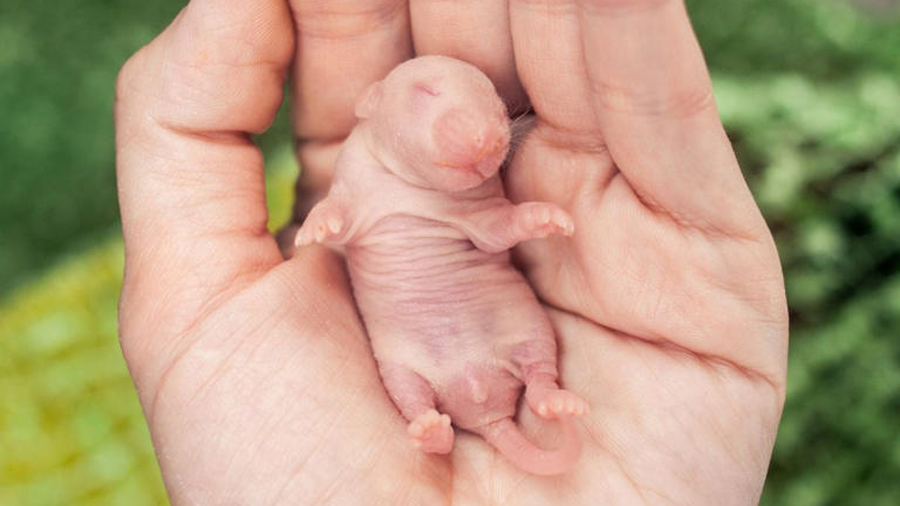 Científicos crean primer ratón adulto con dos padres machos