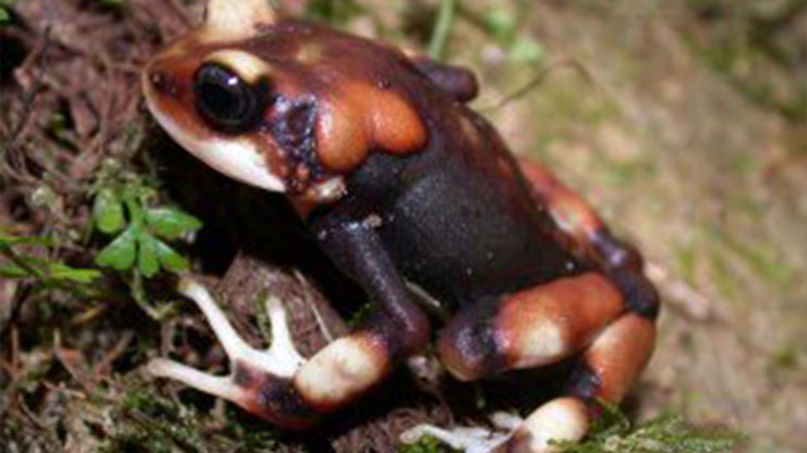 Investigadores descubren tres nuevas especies de sapos vivíparos que rompen el paradigma de la metamorfosis