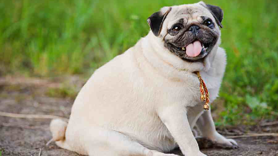 La ciencia avanza en el diagnóstico preciso de la obesidad en mascotas