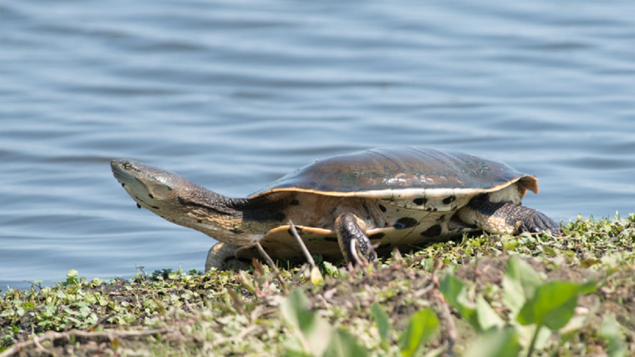 ¿Qué dice la ciencia sobre la tortuga ‘dálmata’ encontrada en el río Dulce?
