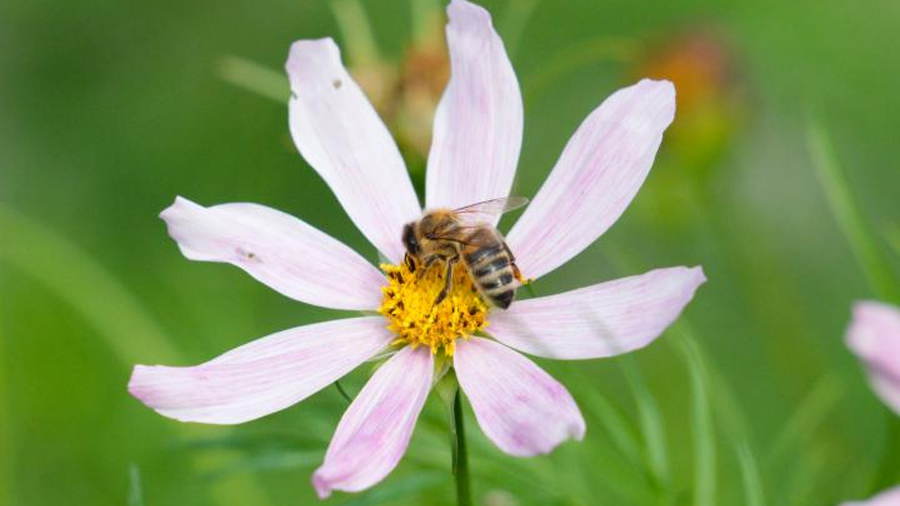 Descubren una nueva especie de insecto mediterráneo y los investigadores activan las alarmas por el presagio medioambiental que conlleva