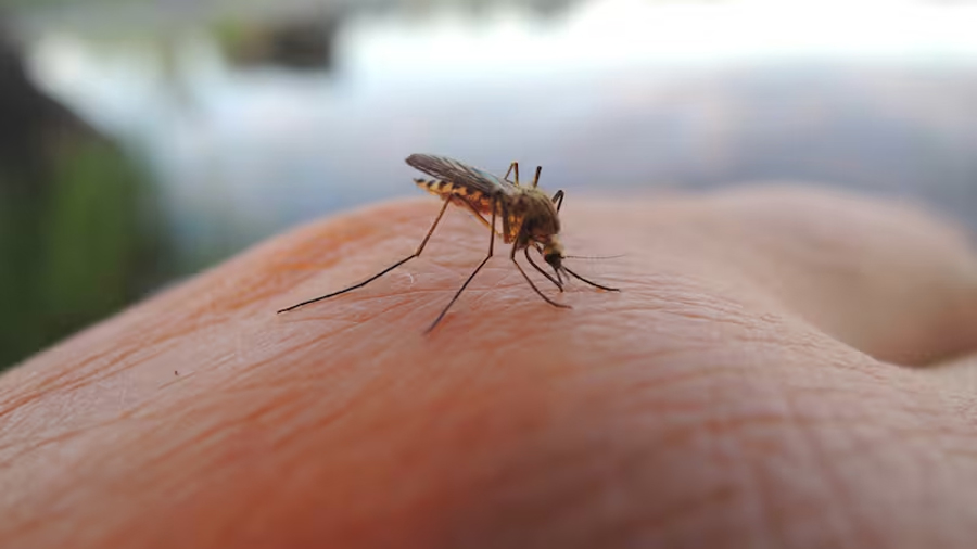 Chau mosquitos: crean un hongo que permite eliminar esta plaga para siempre