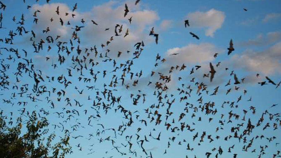 Murciélagos con la misma técnica de caza de los leones