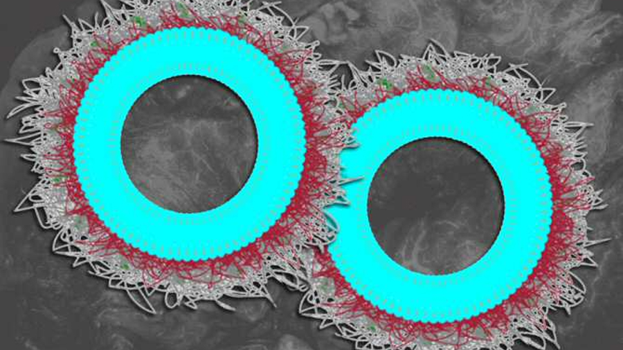 Unas nuevas nanopartículas hacen que el sistema inmunitario ataque tumores de ovario