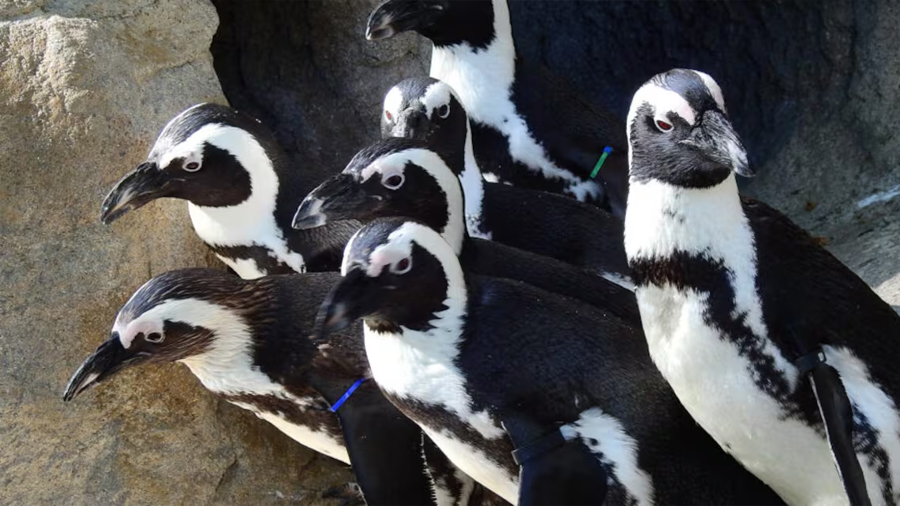 Pingüinos en peligro crítico de extinción compiten por alimento con los barcos pesqueros