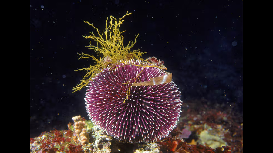 Descubren animal que es casi puro cerebro: así funciona su increíble sistema nervioso