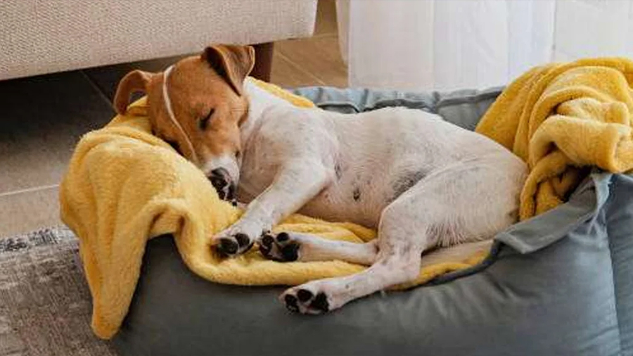 Investigadores descubren que los perros piensan en sus problemas por la noche