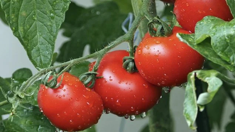 Bombazo en la agricultura: investigadores de Valencia fabrican un spray que hace al tomate más resistente a la sequía