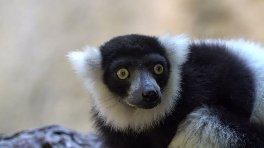 Por qué los científicos están preocupados por el aumento de crías de lémur en Madagascar
