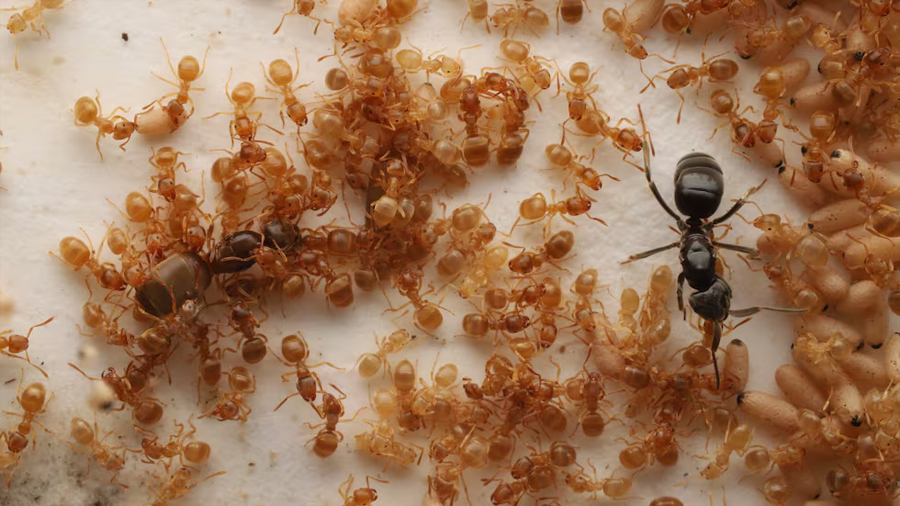 Una hormiga parásita altera la mente de las obreras para que maten a su madre y convertirse en la nueva soberana