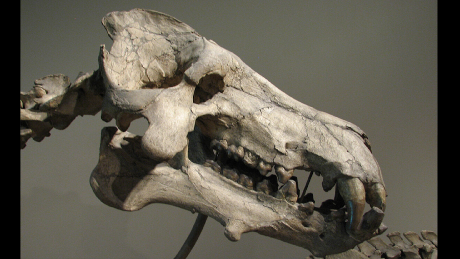 La ciencia revela que un cerdo prehistórico del tamaño de un humano podía triturar huesos con la misma potencia que un león actual