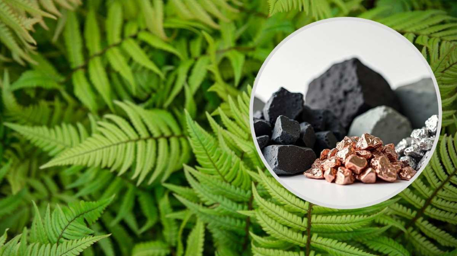 Investigadores chinos descubren por primera vez minerales de tierras raras cristalizados dentro de una planta viva, posible alternativa verde a la minería tradicional