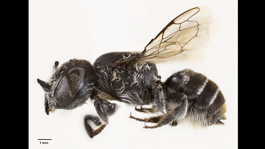 Investigadores descubren una nueva especie de abeja con ‘cuernos’ en la cabeza