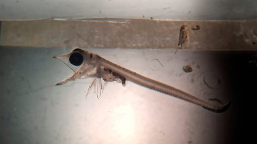 Hallazgo en Bahía Inútil: Investigadores descubren larva de pez hielo fuera de la Antártica
