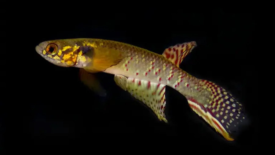 Exploran un estanque en Bolivia y descubren una especie que se creía extinta desde hace 20 años