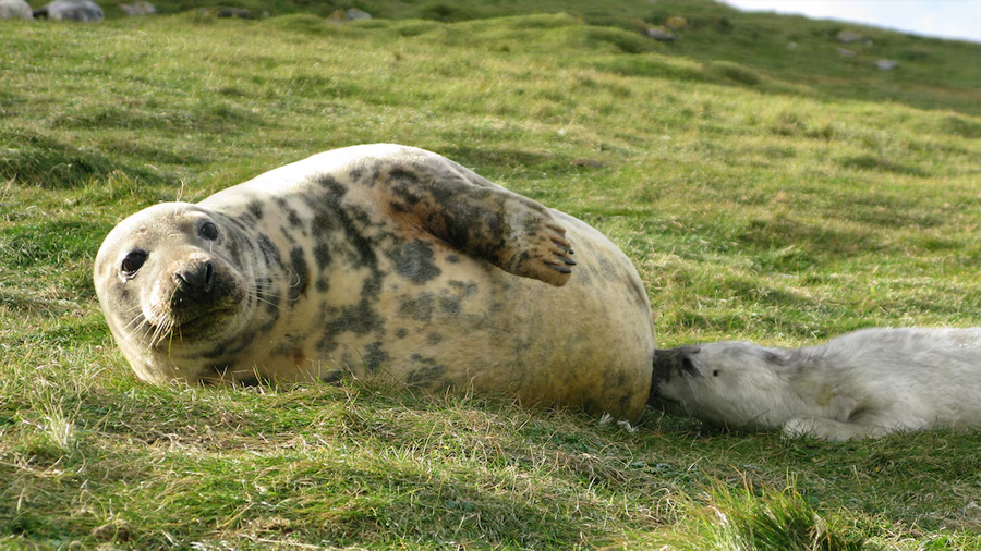 Descubren que la leche de foca es más nutritiva que la humana: qué aplicación médica estudian los científicos