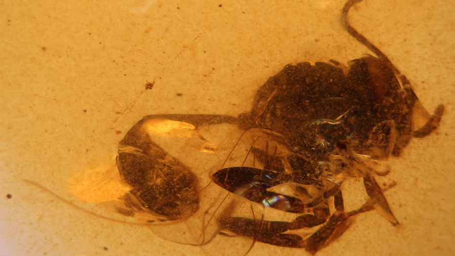 Descubren una nueva especie de avispa fósil en el ámbar de El Soplao de hace 105 millones de años