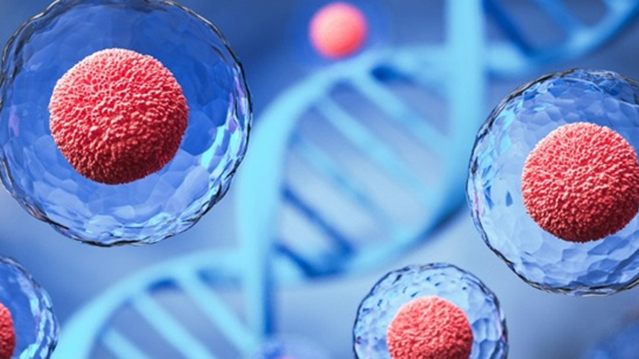 Investigadores descubren cómo convertir células madre en fábricas de energía